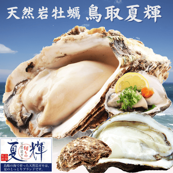 天然岩牡蠣 夏輝（活）1kg/2kg/3kgセット 鳥取産 岩ガキ 岩がき【いま