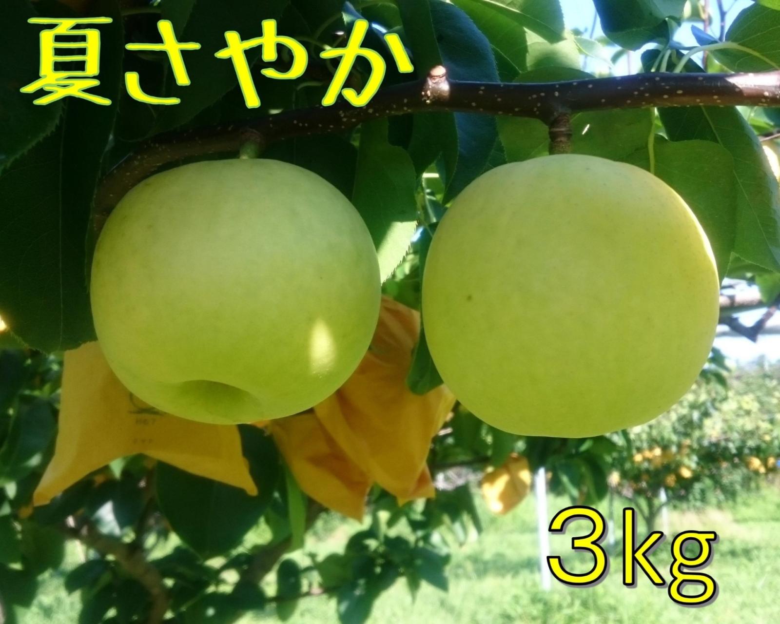 鳥取県限定品種】夏さやか・3kg 『夏の梨』！レア品種【五本松 まえ柴