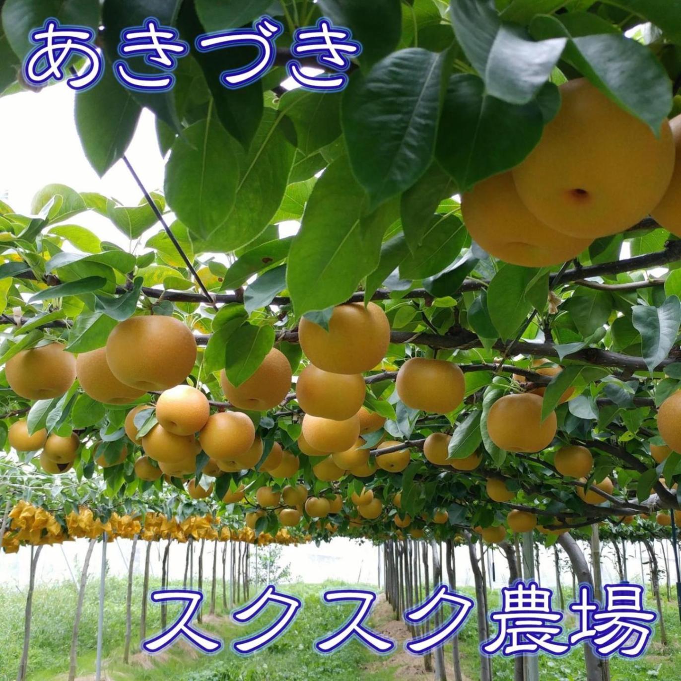 在庫調整中】 あきづき 新たな定番品種です 《スクスク農場》 ｜鳥取の 