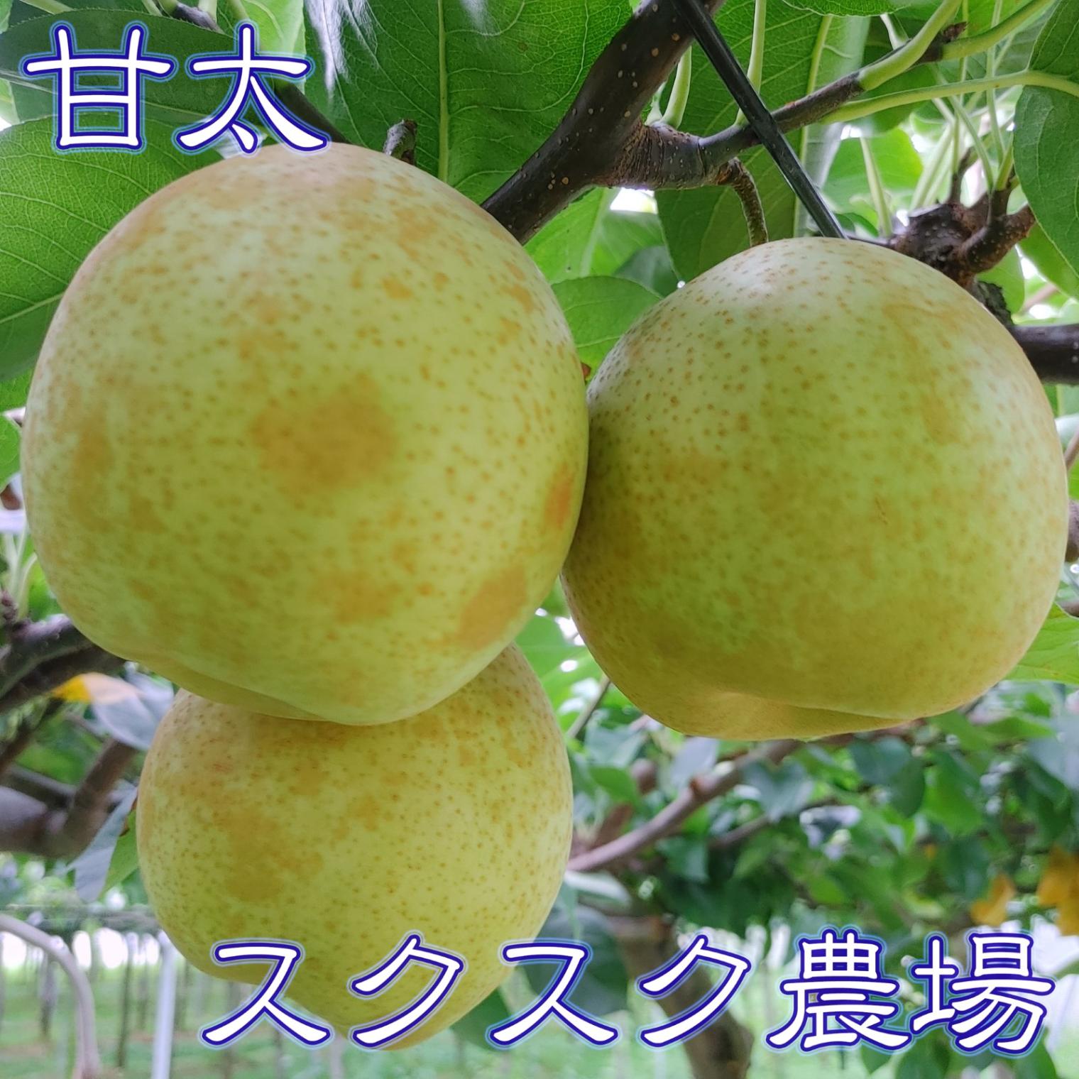 2025年度終了】 スクスク農場の梨 甘太(かんた) 晩生の高糖度梨 お試し