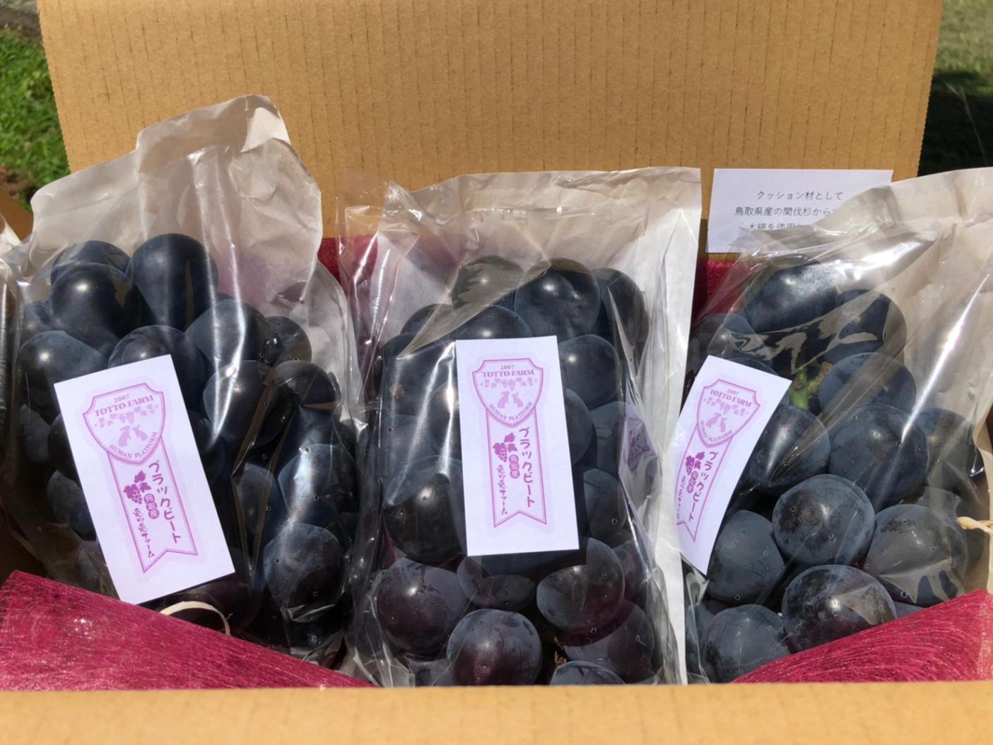 選・えらび】ブラックビート（ぶどう） ーとっとの旬房ー 「畑の旬