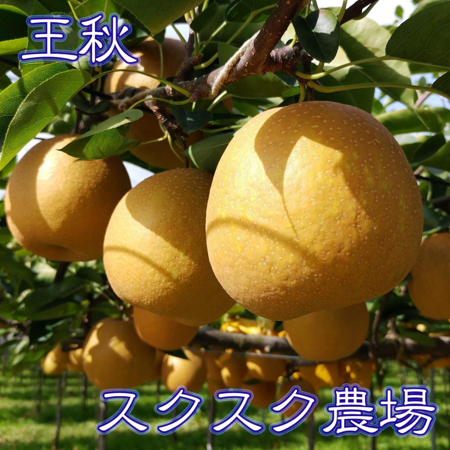 2025年度終了】 王秋(おうしゅう) 晩生梨の人気品種です 《スクスク