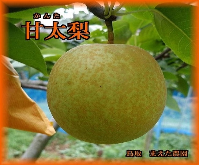 商品写真