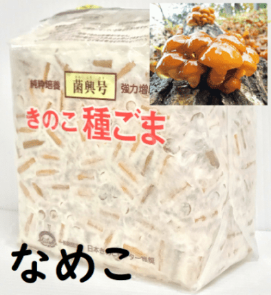 きのこ種菌 なめこ 駒菌（800駒）【きのこのお店 しいたけ本舗
