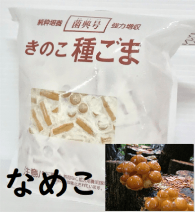 きのこ種菌 なめこ 駒菌（400駒）【きのこのお店 しいたけ本舗
