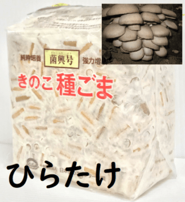 @きのこ きのこ種菌 ひらたけ 駒菌（800駒）【きのこのお店 しいたけ本舗