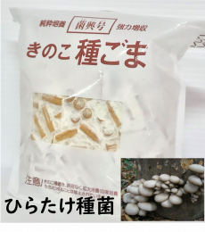 きのこ種菌 ひらたけ 駒菌（400駒）【きのこのお店 しいたけ本舗