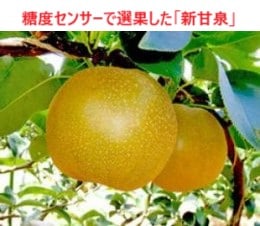 商品写真