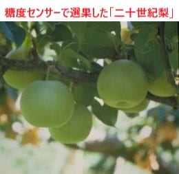 商品写真