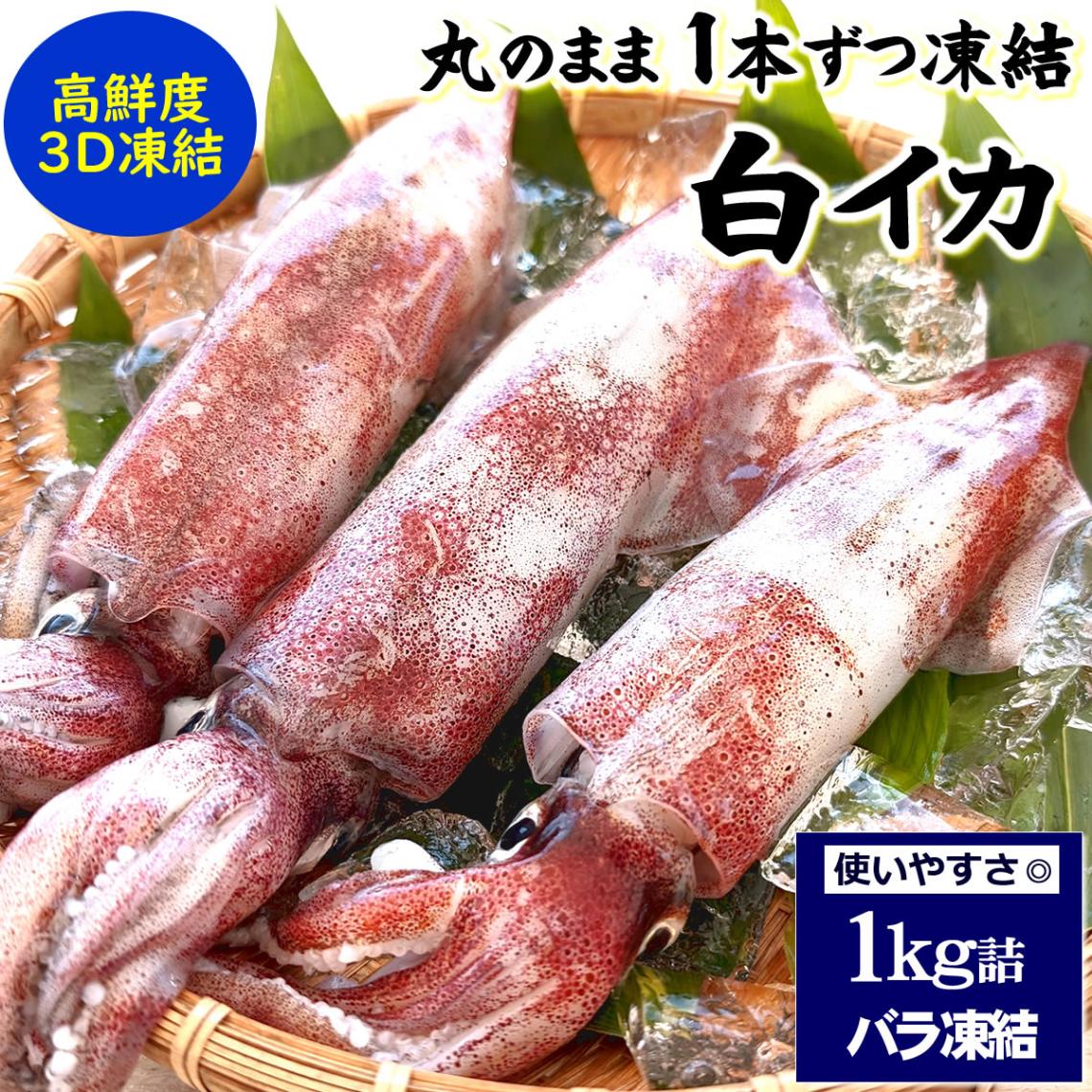 白イカ（冷凍）約1kg（5-8杯前後入） 【かにの山米】 ｜鳥取の特産品お