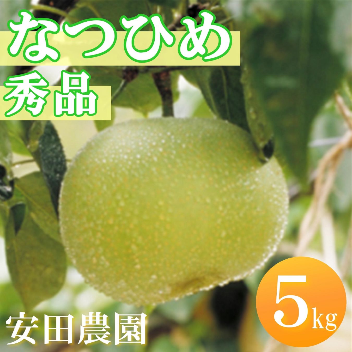 鳥取中央より　赤秀品16玉「なつひめ」5キロ 2026年度】 なつひめ 秀品 5kg（安田農園）/鳥取市ふるさと物産館