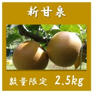 予約】数量限定 新甘泉 2.5kg/箱（5～10玉）【横山農園】 ｜鳥取の