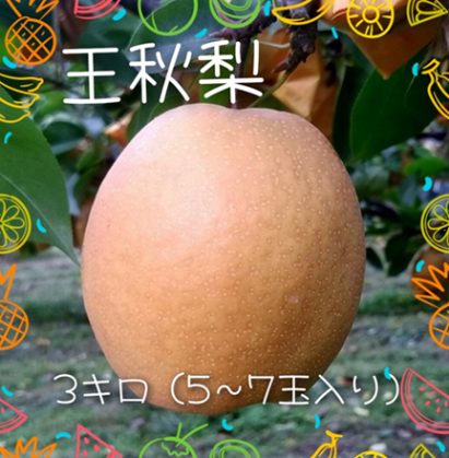 王秋梨3kg(5～7玉入り) 鳥取梨秋冬の定番といえばこれ【まえた