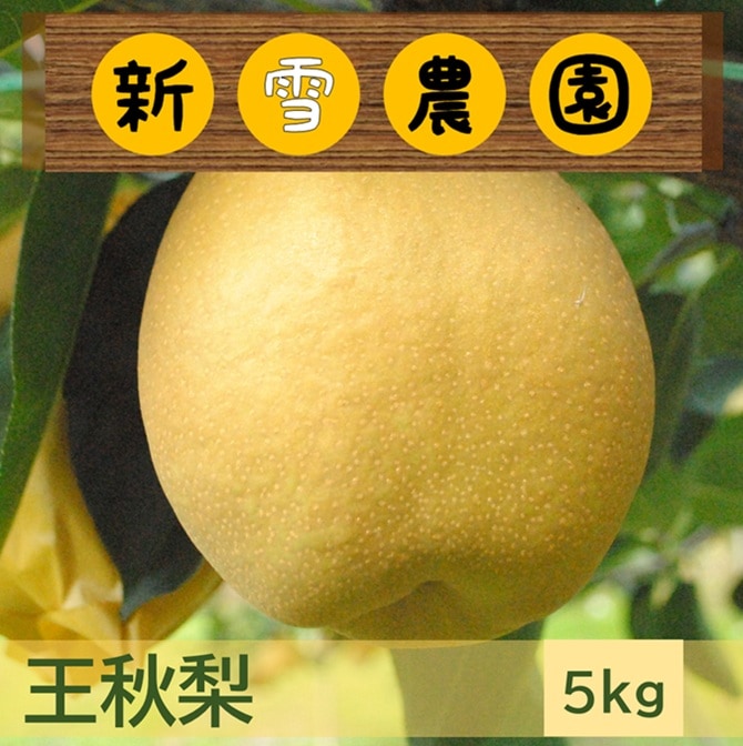 新雪農園】王秋5kg（6玉～8玉）10月下旬から順次発送 ｜鳥取の特産品