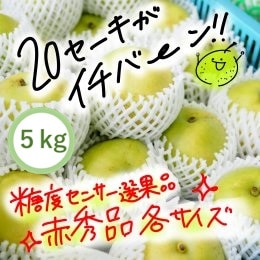 20号 矢屏風 花梨塗 予約注文の受付開始】梨シーズンが来るぞ！ | 梨屋 こうさてん十