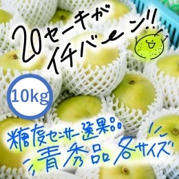 2025年度終了】20世紀梨【青秀品 10kg】JA鳥取いなば 光センサー糖度選