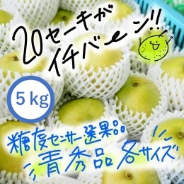 20世紀梨【青秀品 5kg】JA鳥取いなば 光センサー糖度選果【道の駅