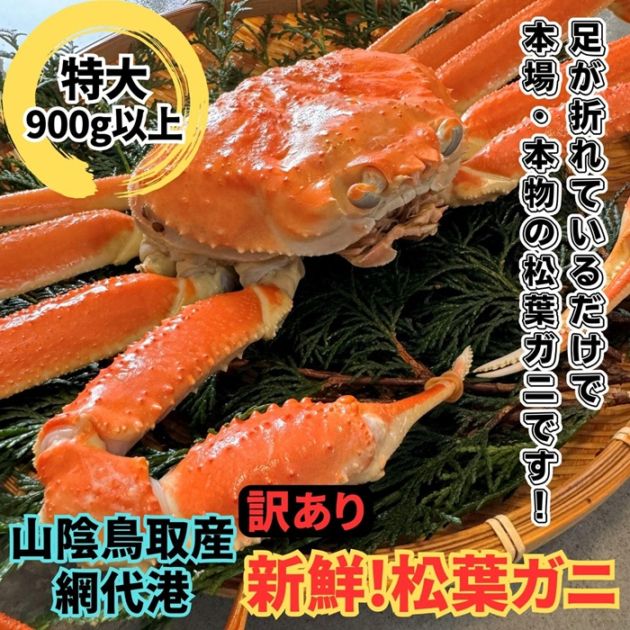 特別価格！訳あり！新鮮松葉ガニ【特大】900g以上【さかなや新鮮組