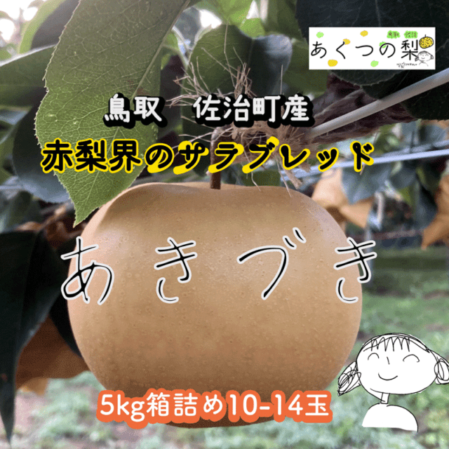 2026年度販売終了】あきづき(佐治町産) 5kg箱詰め【あくつの梨