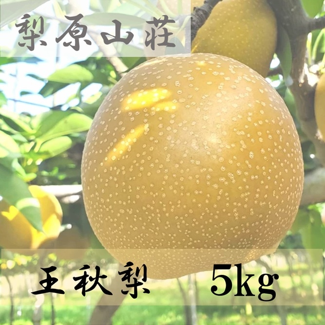 特選 王秋梨 5kg【梨原山荘】 ｜鳥取の特産品お取り寄せ通販｜とっとり