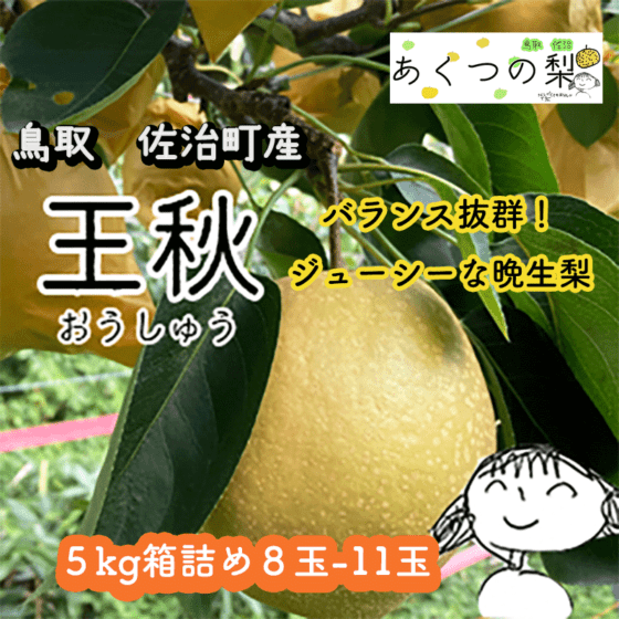 準備中】予約 王秋(佐治町産) 5kg箱詰め【あくつの梨】 ｜鳥取の特産品