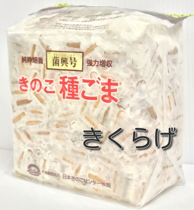 きのこ STORE FACTORY（ストアファクトリー） BOVIK ceramic まるきのこ