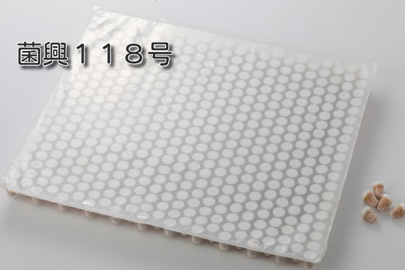 しいたけ種菌 形成菌118号シート 【きのこのお店 しいたけ本舗