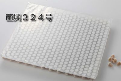 しいたけ種菌 形成菌324号シート 【きのこのお店 しいたけ本舗