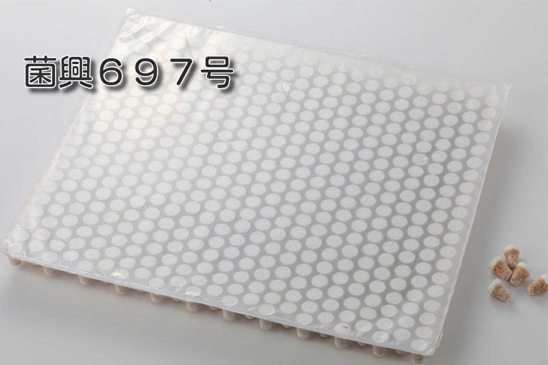 浸水発生》しいたけ種菌 形成菌697号シート 【きのこのお店 しいたけ