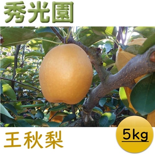 2025年度終了】王秋梨 5㎏【秀光園】 ｜鳥取の特産品お取り寄せ通販