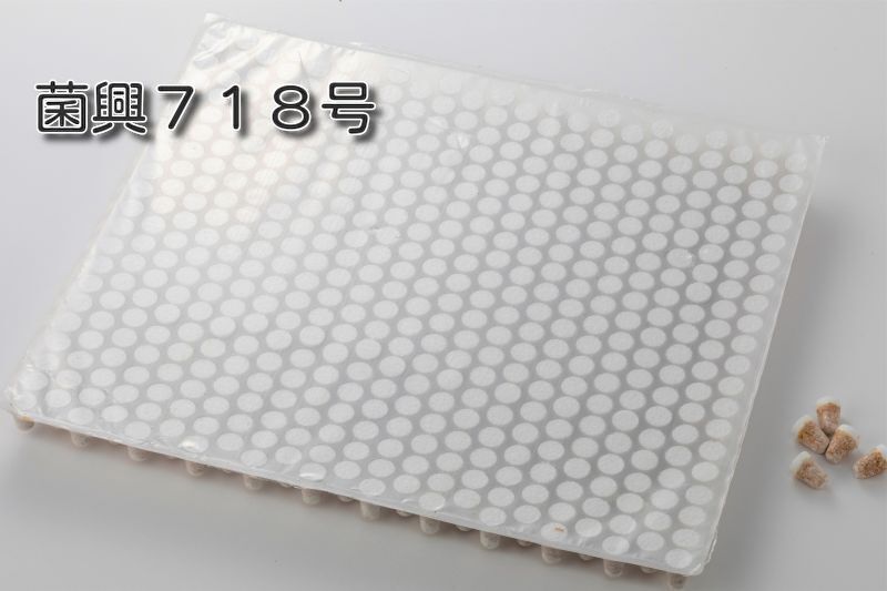 浸水発生》しいたけ種菌 形成菌718号シート 【きのこのお店 しいたけ