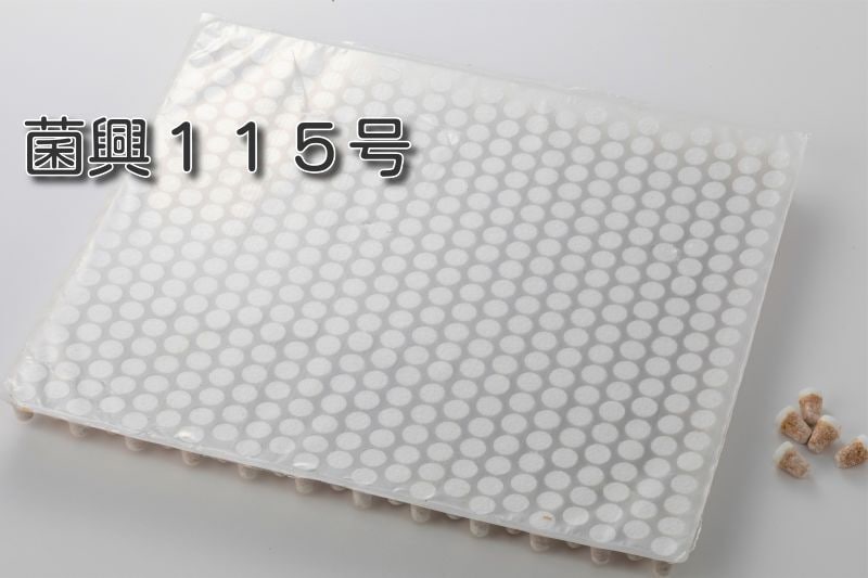 しいたけ種菌 形成菌115号シート 【きのこのお店 しいたけ本舗