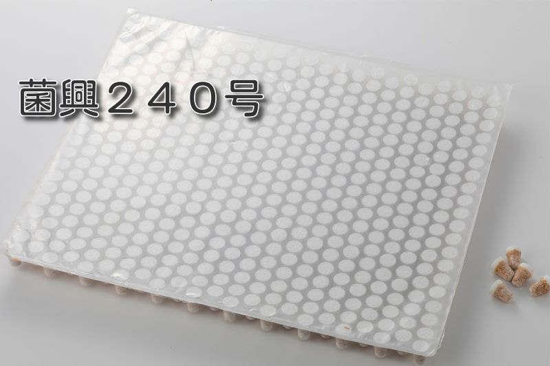 しいたけ種菌 形成菌240号シート 【きのこのお店 しいたけ本舗