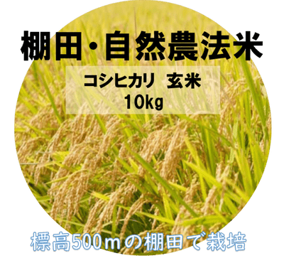 特別栽培米 コシヒカリ（玄米）10kg（令和7年産）「山本自然農園