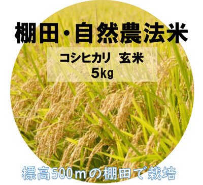 特別栽培米 コシヒカリ（玄米）5kg（令和7年産）「山本自然農園