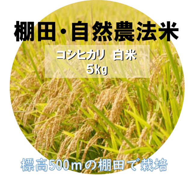特別栽培米 コシヒカリ（白米）5kg（令和7年産）「山本自然農園