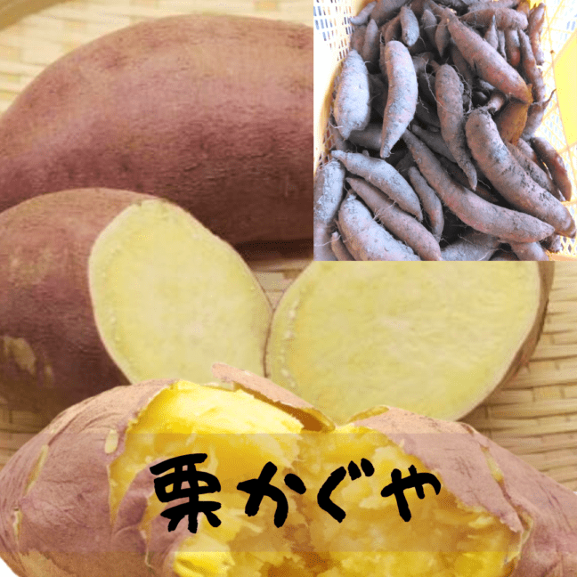 栽培期間中無肥料・無農薬】栗かぐや さつまいも 令和7年11月上旬頃