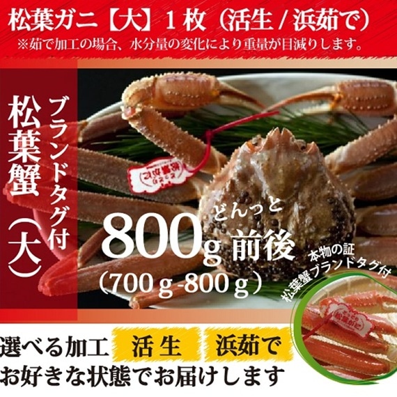 松葉ガニ漁解禁！ 松葉ガニ 大サイズ（700g-800g）タグ付 【生／茹で