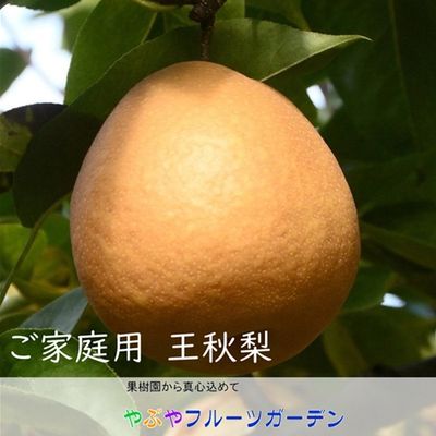 商品を探す,果物,梨,王秋 ｜鳥取の特産品お取り寄せ通販｜とっとり市