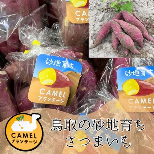 鳥取の砂地育ちのさつまいも 2kg～【Camelプランテージ】 ｜鳥取の特産
