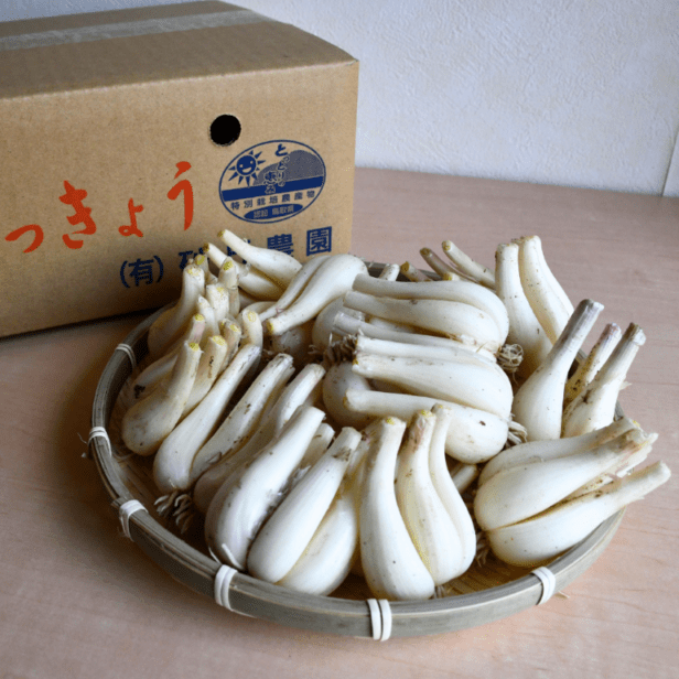 らっきょう 特別栽培らっきょうの土つき（生）3kg【砂丘農園】 ｜鳥取の特産品お