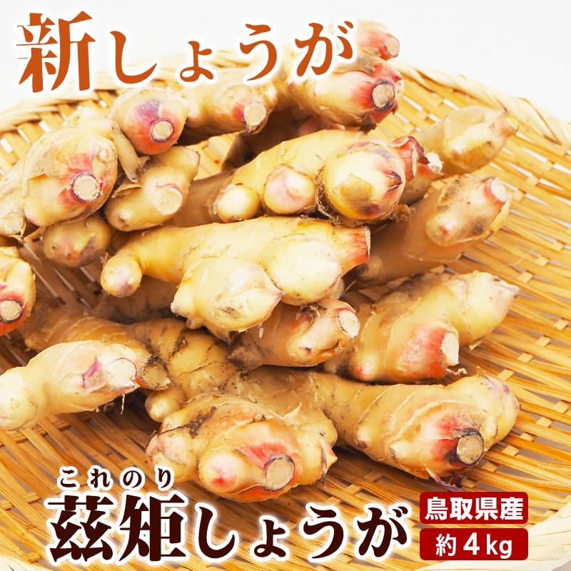 予約 採れたての旬を味わう／新しょうが 4kg 茲矩(これのり)生姜