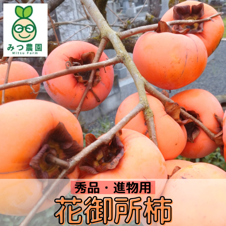 甘柿の女王 花御所柿 進物用 2kg（8～12玉）【みつ農園】 ｜鳥取の