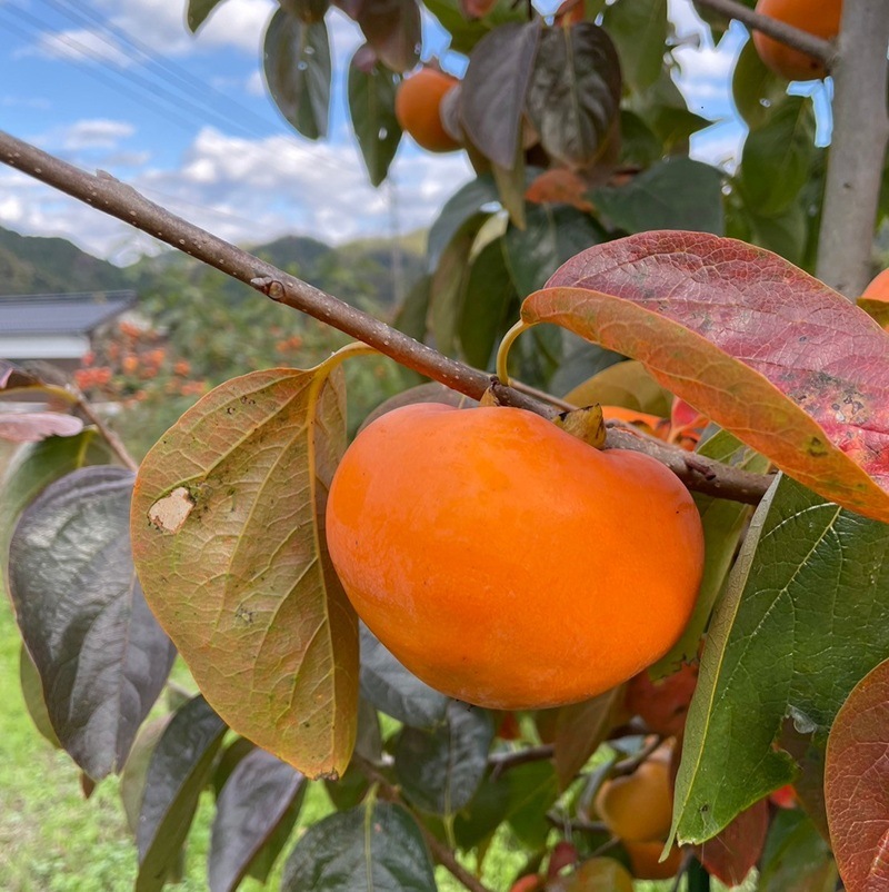 甘柿の女王 花御所柿 進物用 2kg（8～12玉）【みつ農園】 ｜鳥取の