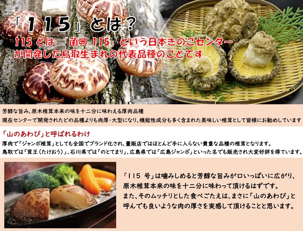 しいたけ種菌 菌興115号 駒菌（800駒）【きのこのお店 しいたけ本舗