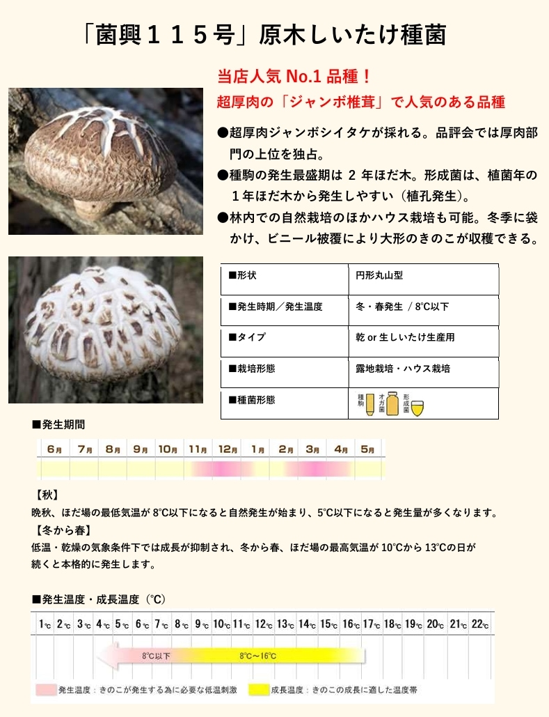 しいたけ種菌 菌興115号 駒菌（400駒）【きのこのお店 しいたけ本舗