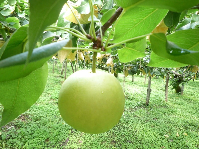 出荷後半「二十世紀梨」5キロ(12～16玉)※数量限定 たにがみ農園