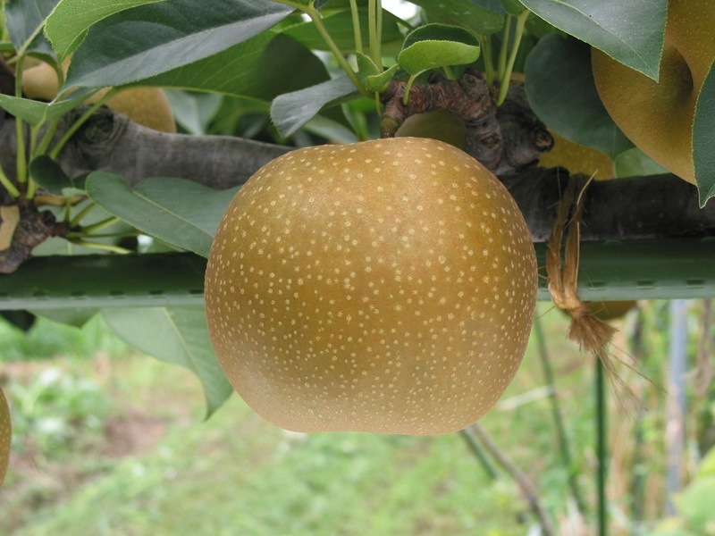 予約「新甘泉」(しんかんせん)5キロ(10～18玉)※数量限定 たにが