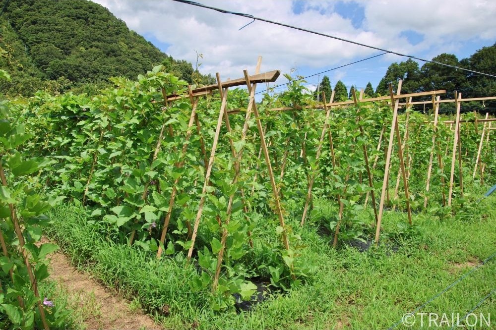 鳥取県産「なたまめ茶」(20回分) 無農薬 たにがみ農園 ｜鳥取の特産品