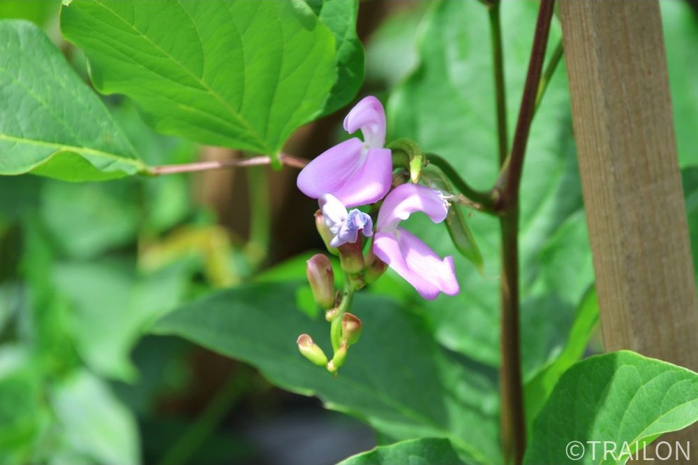 鳥取県産「なたまめ茶」(20回分) 無農薬 たにがみ農園 ｜鳥取の特産品